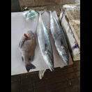 2 x King Fish + 1 x Red Snapper